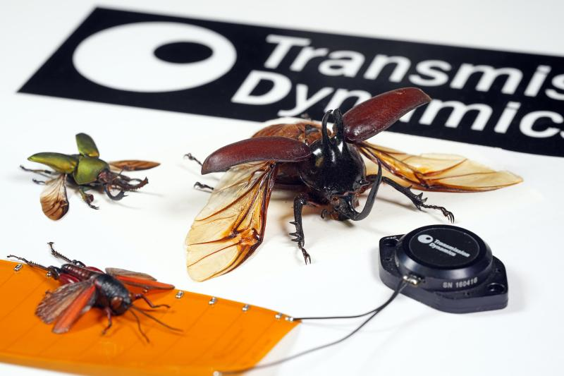Image of Remote crack monitoring sensor with three models of bugs to show size and scale